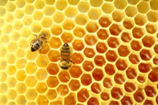باحثون يابانيون: مستخرج جديد من عسل النحل يسهم فى نمو الشعر مجددا | مجلة  صوت الصحة